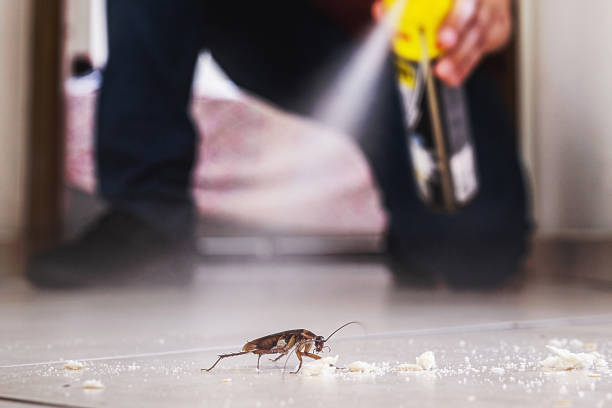 Wasp Removal Services in Tucker, GA
